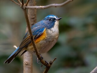 森の中で枝に留まって周りを見渡しているルリビタキの雄