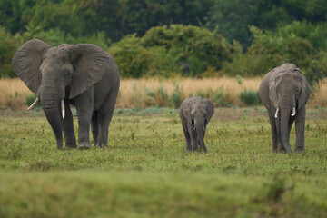 Fototapeta premium Bull African Elephant (Loxodonta africana) in musth following a group of female elephants and young in South Luangwa National Park, Zambia 