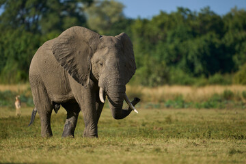 Obraz premium Bull African Elephant (Loxodonta africana) in musth following a group of female elephants and young in South Luangwa National Park, Zambia 