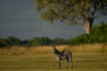 Crawshay's zebra (Equus quagga crawshayi) grazing beneath mature trees in South Luangwa National...