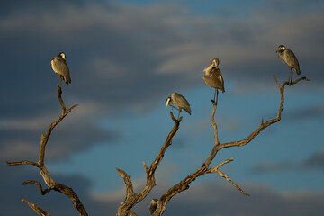 Black-headed heron (Ardea melanocephala) roosting in a dead tree in South Luangwa National Park,...