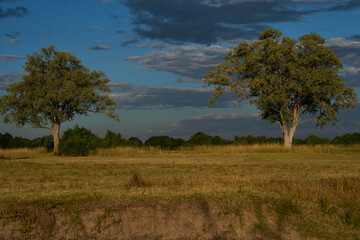 Fototapeta premium Landscape of large mature trees and open grassland in South Luangwa National Park in Zambia