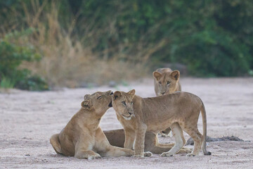 Female Lion (Panthera leo) and three large cubs resting in a sand riverbed in South Luangwa National Park, Zambia