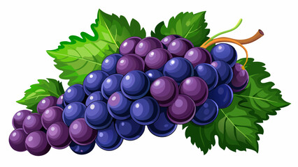 Bunch of black grapes isolated on white background