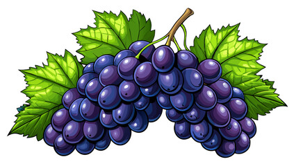 Bunch of black grapes isolated on white background