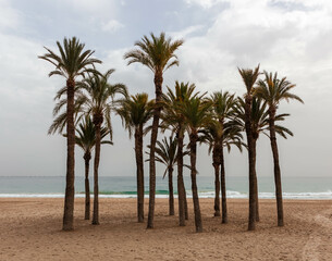 Obraz premium Cluster of palm trees on the beach in Villajoyosa (La Vila Joiosa) town in Valencian Community, Spain.