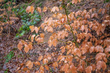 Trockene Blätter im Winter