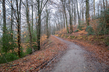 Waldweg im Winter