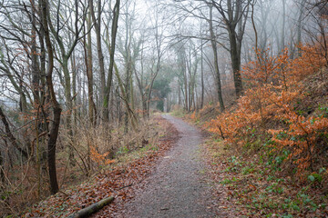 Waldweg im Nebel.