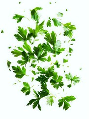Fototapeta premium Fresh parsley leaves scattered and flying on white background, isolated herb pattern for cooking and food design projects, ready to use in layouts.
