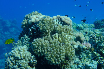 Rasp coral or cauliflower coral, knob-horned coral (Pocillopora verrucosa) undersea, Red Sea, Egypt, Sharm El Sheikh, Montazah Bay