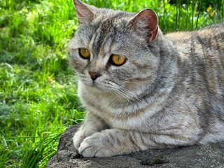 Pretty gray cat feline looking away.