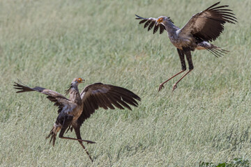 Secretary Bird (Sagittarius serpentarius) mating