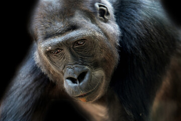 Eastern lowland gorilla looking down. Potrait. Low key