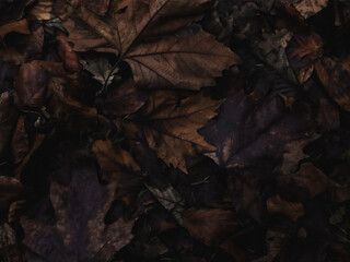 A floor covered with wet, orange autumn leaves