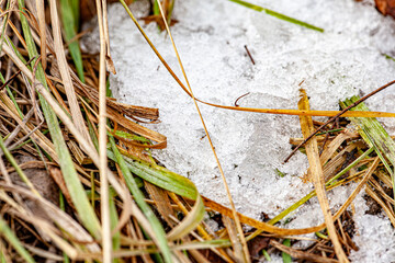 Background cold white snow melting on green grass. Spring backgrounds and textures with snow and green grass under it.