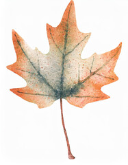 Naklejka premium Watercolor Painting Of Maple