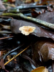 Small Beige Mushroom Among Dry Leaves