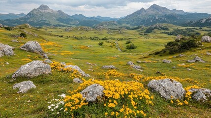 Naklejka premium Mountain meadow wildflowers scenic landscape view