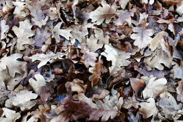 dry fallen oak leaves on the ground in a winter-spring forest