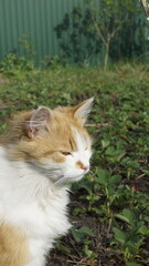 Portrait of a white and red cat looking at the camera close-up