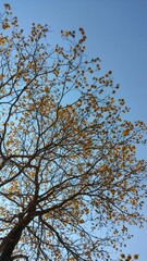 Ipê amarelo florido com céu azul