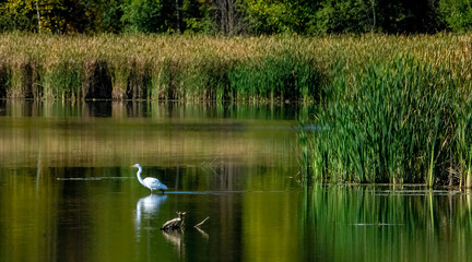 An egret resting and watching over the calm lake.