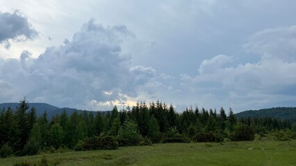 Fototapeta premium forest in the mountains