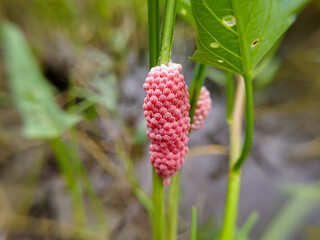 Field snail eggs on water spinach (Pila ampullacea)