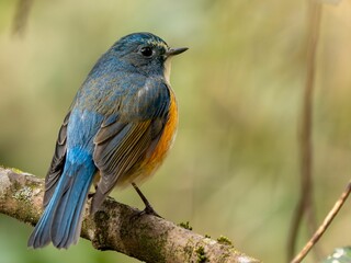 森の中で枝に留まって周りを見渡しているルリビタキの雄