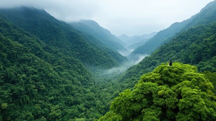 Fototapeta premium Person meditating atop lush mountain, misty valley view. Peaceful nature scene, travel, serenity