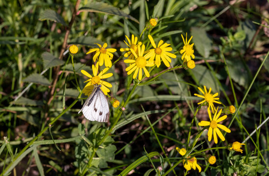 pieris rapae small cabbage white butterfly on a senecio inaequidens or narrow-leaved ragwort