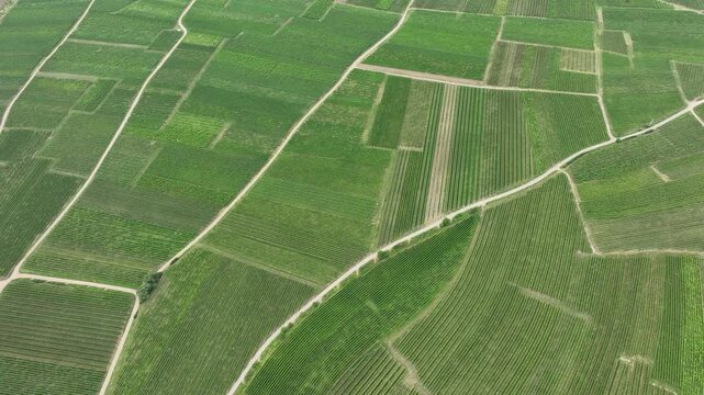 Aerial view of beautiful agricultural fields with rows and patterns in the countryside, Rouffach, France.