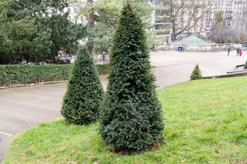 Lush greenery and conical trees in a serene urban park during winter