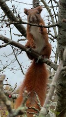 Red squirrel sitting on a tree cute 