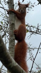 Red squirrel sitting on a tree