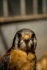 close-up shot of cernicalo, bird of prey, watching the camera