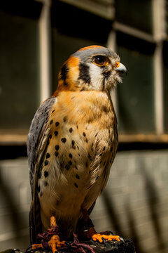 full take of falcon/cernicalo, full body of falcon/cernicalo