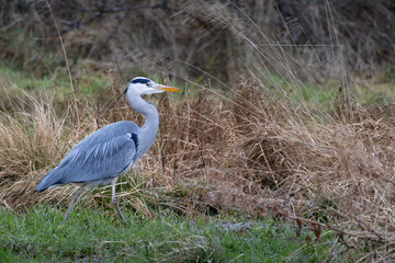 Grey Heron with a blue head and yellow beak is walking through tall grass