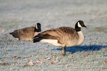Large goose in frosty grass park standing in winter