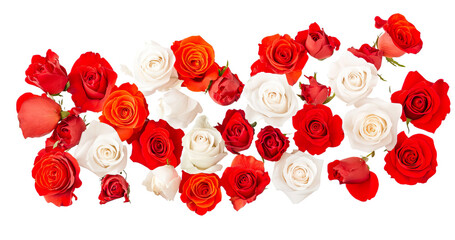 Colorful Arrangement of Red and White Roses on White Background