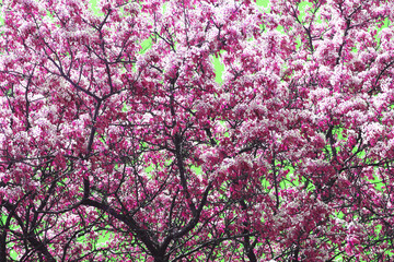 Abstract tree with white flowers and red leaves on green background