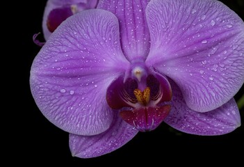 Close-up of purple orchid flower with water droplets on petals. Macro photography on black background. Exotic floral design and decoration concept for greeting cards and prints.