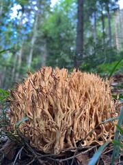 white Carpathian mushrooms in a coniferous forest © Василь Палійчук