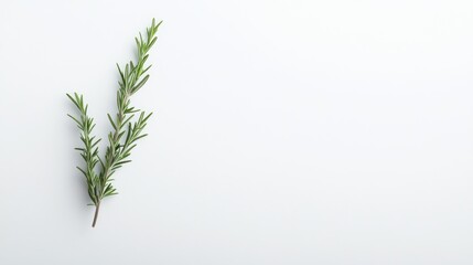 Fototapeta premium Fresh rosemary sprig on white background, cooking recipe design