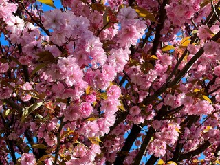 Spring sakura blossoming tree beautiful pink flowers