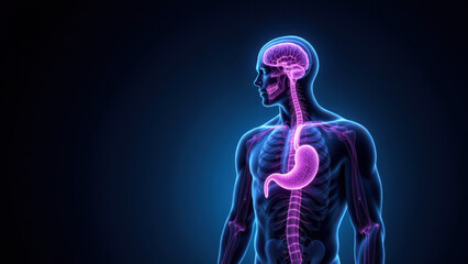 A medical illustration of a human body highlighting the VNS or Vagus Nerve Stimulation process.