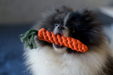 the large muzzle of a Pomeranian dog holds an orange knitted toy in the shape of a carrot