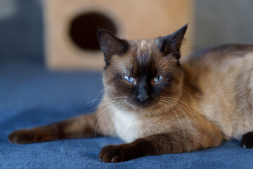 A Siamese cat on a blue sofa