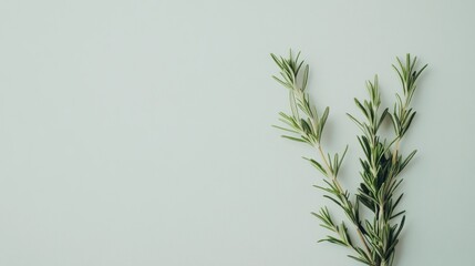 Fresh rosemary sprig on white background; cooking ingredient